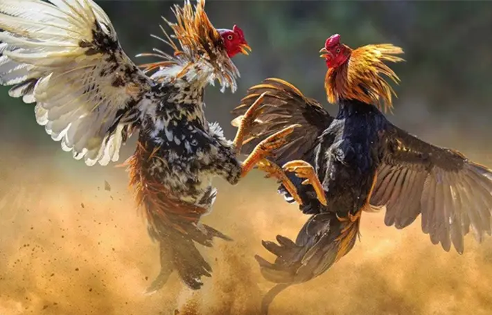 Đá Gà Trực Tiếp MAY 88